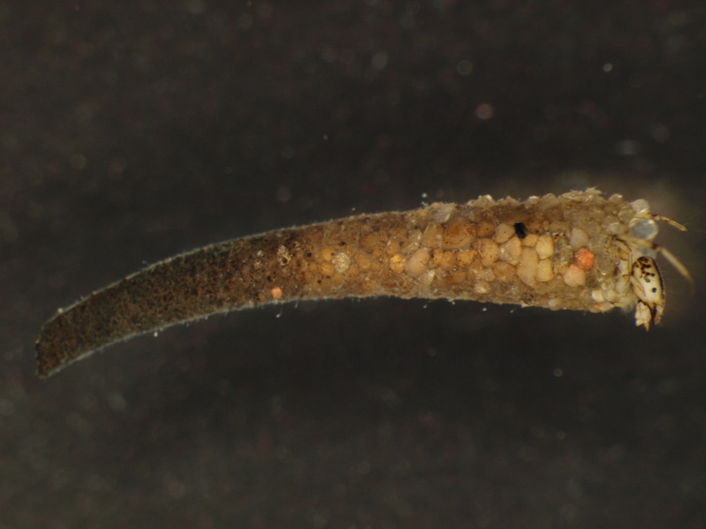 Athripsodes aterrimus